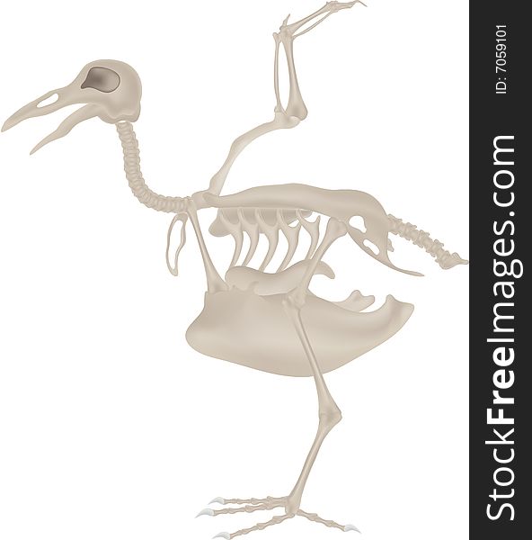 Bird Skeleton