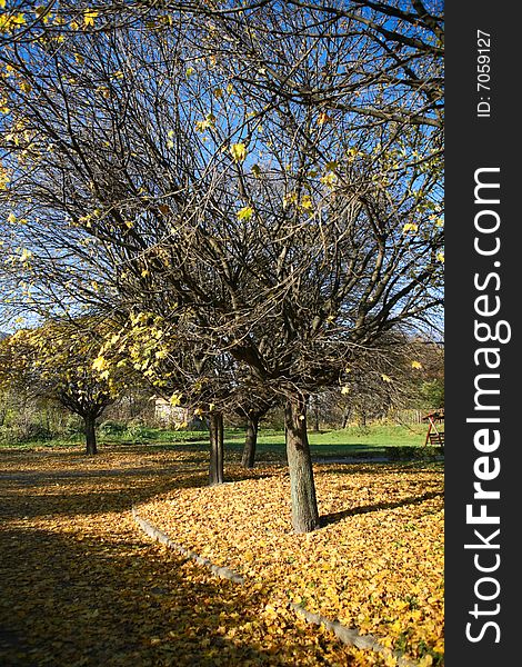 Autumn scenery in the park