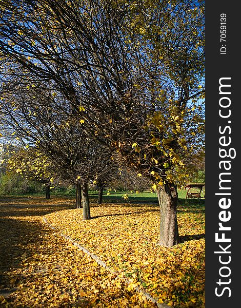 Autumn scenery. Trees in the park