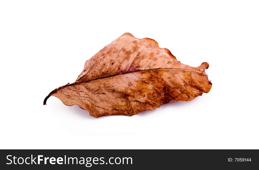 Leaf Isolated On White