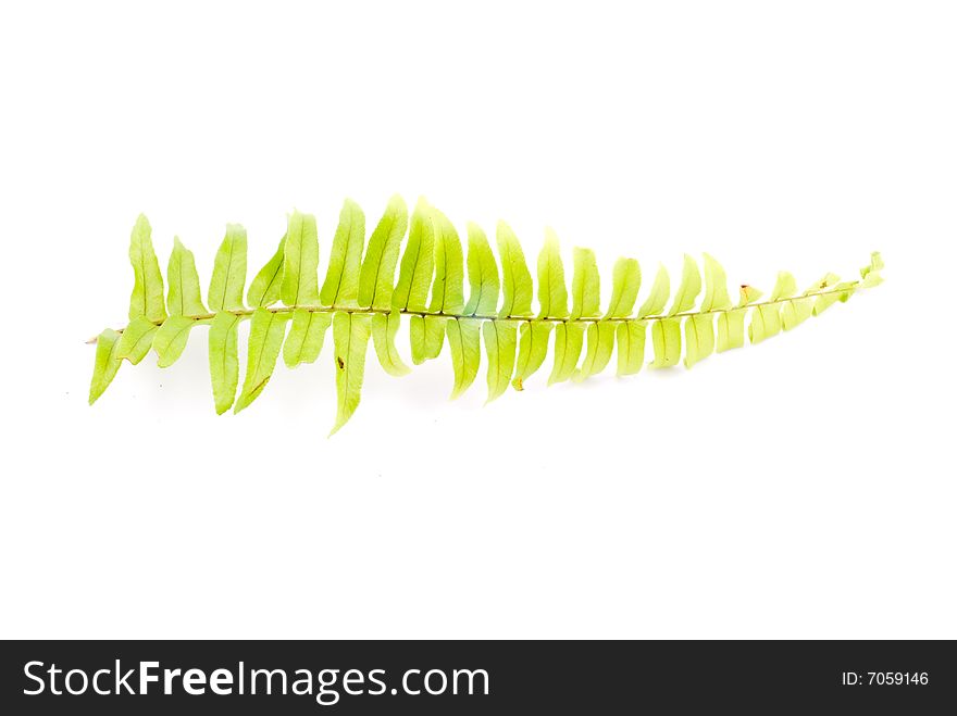 Beautiful autumn leaf isolated on white background