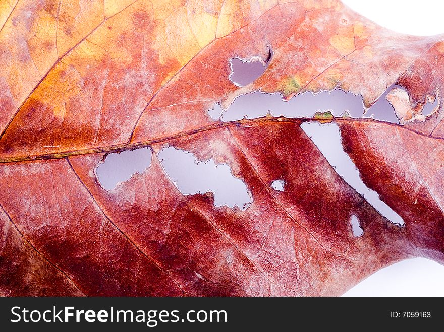 Close up observation of autumn colorful leaf. Close up observation of autumn colorful leaf