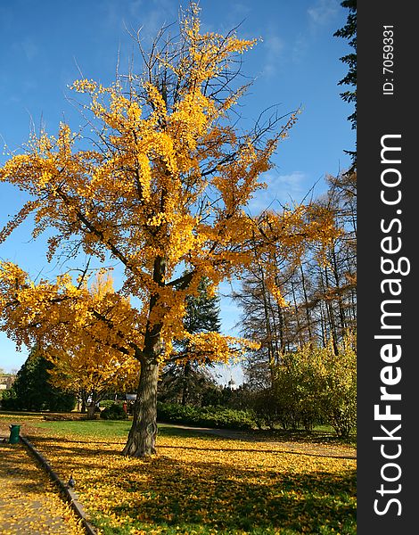Beautiful fall color tree in the park