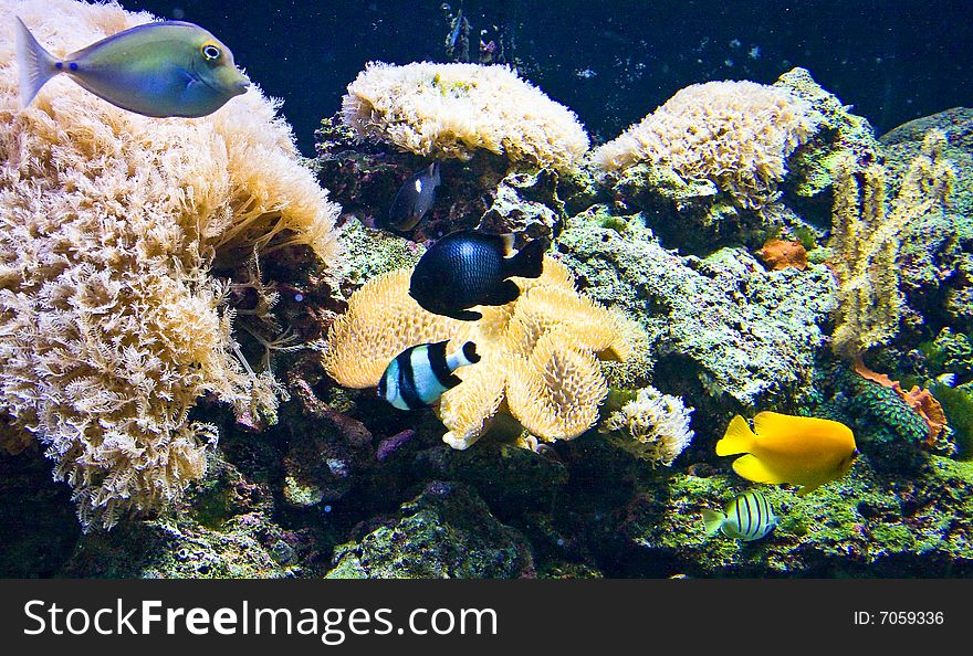 Tropical fish and coral in a salt water aquarium