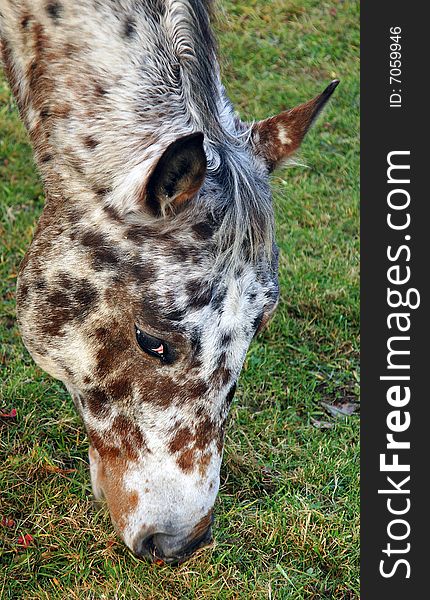 Close up of an Appaloosa horse grazing in pasture