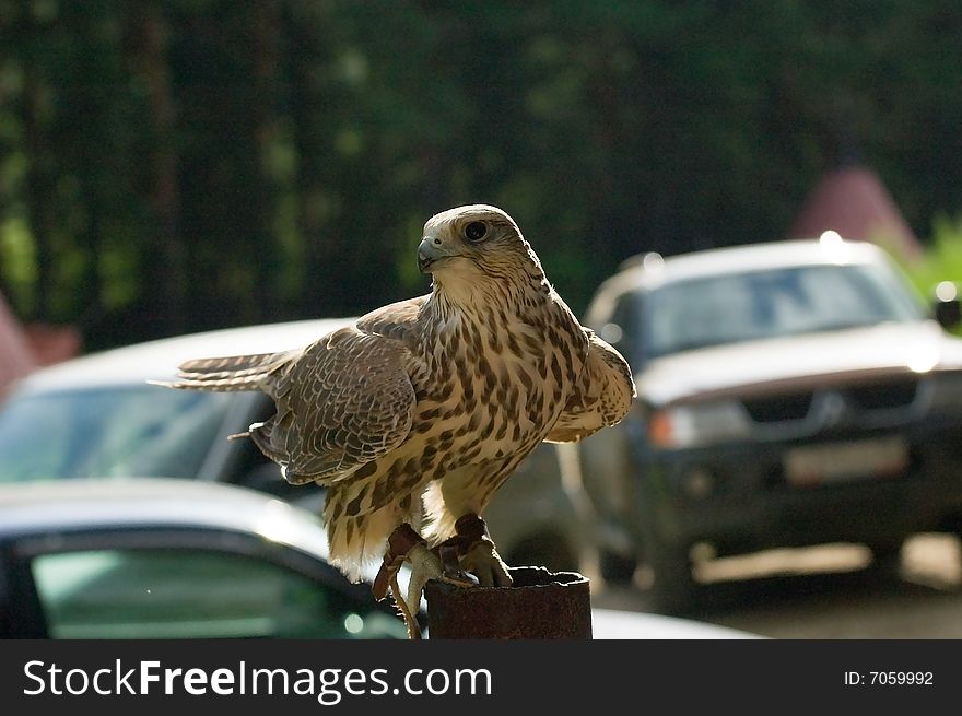 Photo of magnificent falcon cherrug sitting at the pipe