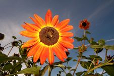 Orange Sun Flower Royalty Free Stock Image