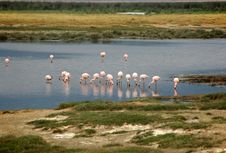 Pink Flamingos Into The Ngorongoro Royalty Free Stock Images