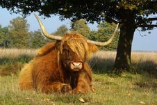 Scottish Highland Cow Royalty Free Stock Images