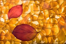 Autumn Background With Gingko Biloba, Red Leaves Royalty Free Stock Photography Autumn Background With Gingko Biloba, Red Leaves Royalty Free Stock Photography