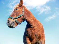 Horse Close-up Stock Photography Horse Close-up Stock Photography