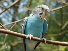 Parrot Royalty Free Stock Photo