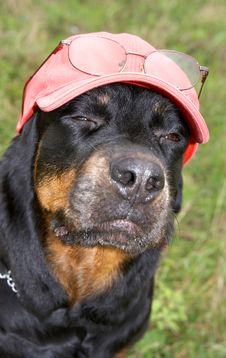 Dog Of Breed A Rottweiler In A Cap And Glasses Royalty Free Stock Photos Dog Of Breed A Rottweiler In A Cap And Glasses Royalty Free Stock Photos