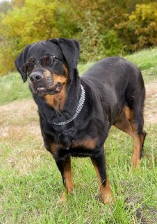 Dog Of Breed A Rottweiler In A Cap And Glasses Stock Image