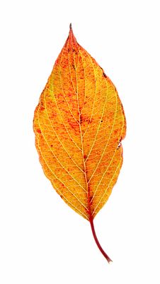 Leaf On A Gleam, Capillaries Of A Leaf Are Visible Stock Photo Leaf On A Gleam, Capillaries Of A Leaf Are Visible Stock Photo