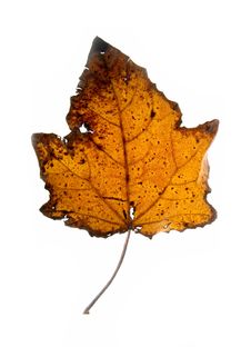 Leaf On A Gleam, Capillaries Of A Leaf Are Visible Stock Photography Leaf On A Gleam, Capillaries Of A Leaf Are Visible Stock Photography