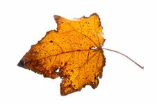 Leaf On A Gleam, Capillaries Of A Leaf Are Visible Stock Photos Leaf On A Gleam, Capillaries Of A Leaf Are Visible Stock Photos