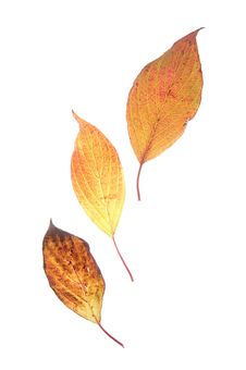 Leaf On A Gleam, Capillaries Of A Leaf Are Visible Royalty Free Stock Photo Leaf On A Gleam, Capillaries Of A Leaf Are Visible Royalty Free Stock Photo