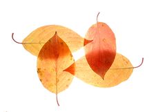 Leaf On A Gleam, Capillaries Of A Leaf Are Visible Royalty Free Stock Photos Leaf On A Gleam, Capillaries Of A Leaf Are Visible Royalty Free Stock Photos