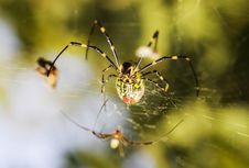 Spider Royalty Free Stock Photos Spider Royalty Free Stock Photos