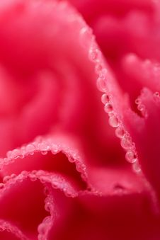 Macro Of Carnation Flower With Water Droplets Royalty Free Stock Photos Macro Of Carnation Flower With Water Droplets Royalty Free Stock Photos