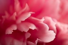 Abstract Pink Peony Flower Stock Photo Abstract Pink Peony Flower Stock Photo