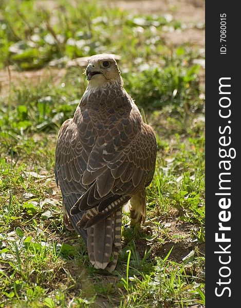 Falcon Cherrug