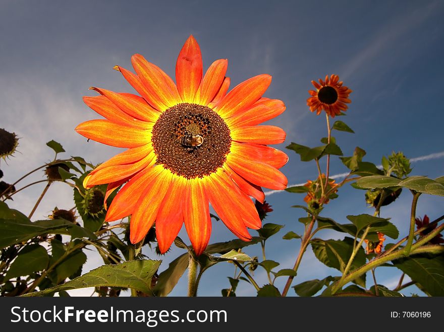 Orange sun flower against dark blue sky background