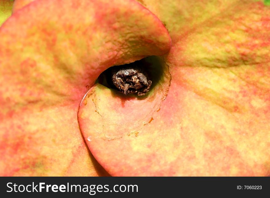 Extreme close up shot of Cactus flower background