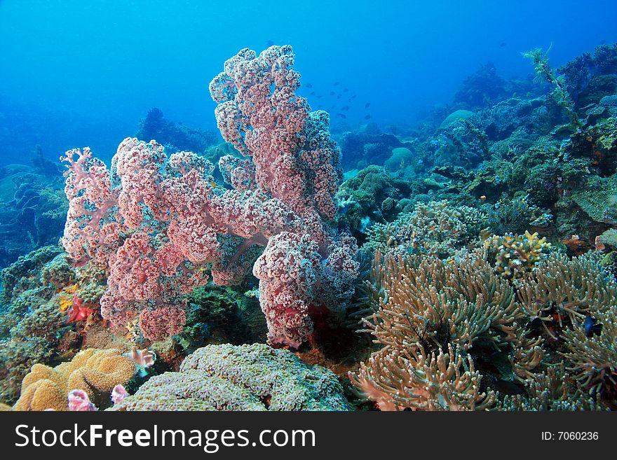 The extreme activety of an indo pacific coral reef