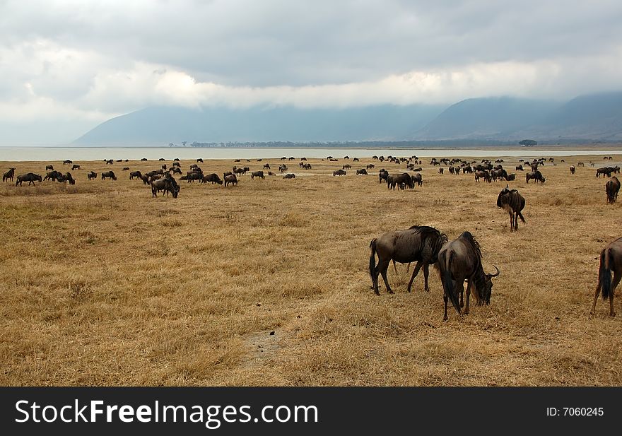 Gnus Next To The Ngorongoro Crater Lake