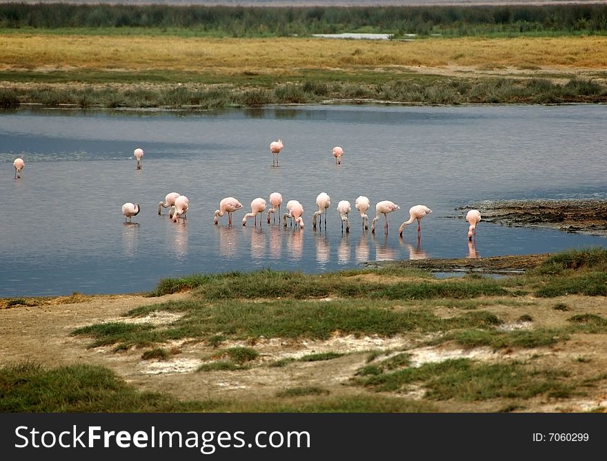 Pink flamingos into the Ngorongoro crater lake, Ngorongoro Conservation Area, Tanzania