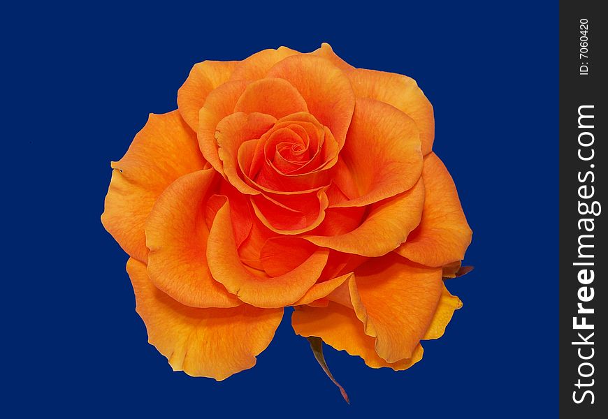 Blooming orange rose flower isolated on deep blue background.