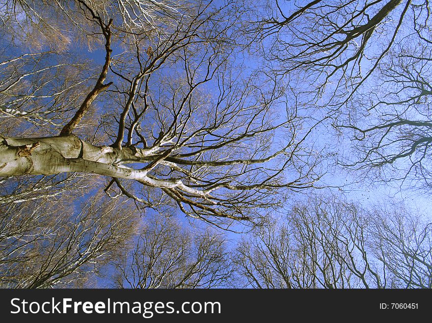 Tree and sky in autumn