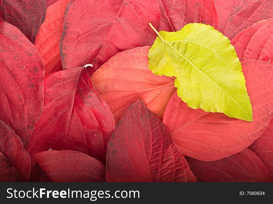 Autumn background from red and green leaves