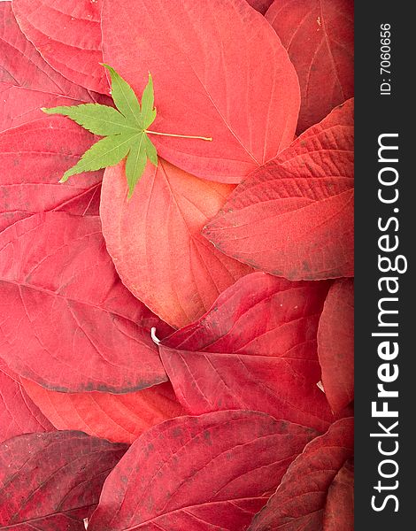 Autumn background composed from overlapped red leaves and single green maple leaf. Autumn background composed from overlapped red leaves and single green maple leaf