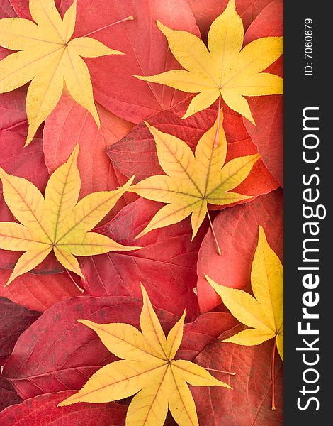 Autumn background composed from overlapped red leaves and separated yellow maple leaves. Autumn background composed from overlapped red leaves and separated yellow maple leaves