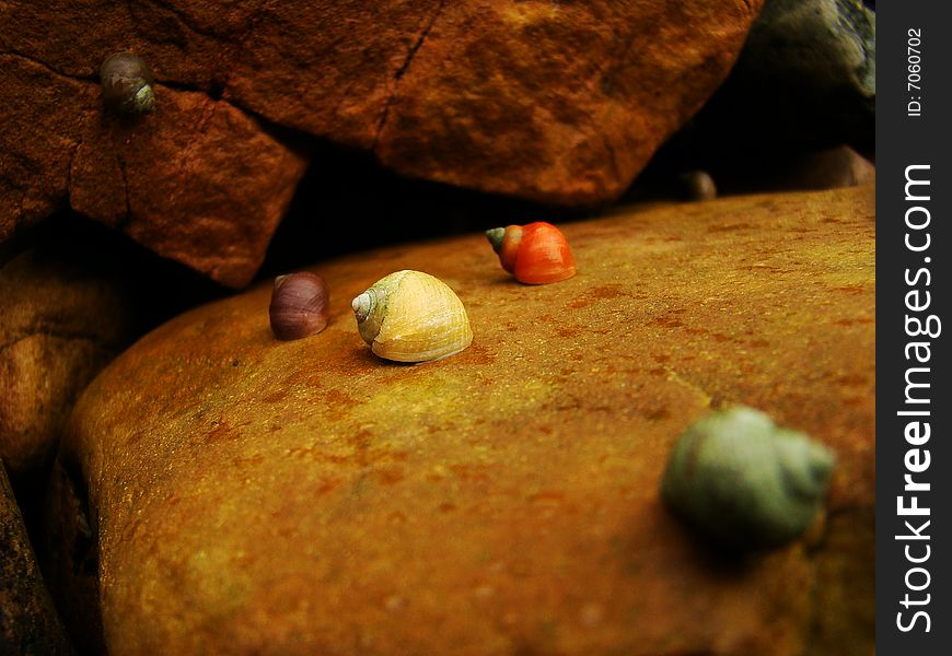 Color small snails on stone. Color small snails on stone