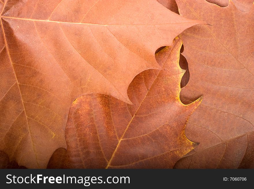 Autumn background composed from overlapped maple leaves. Autumn background composed from overlapped maple leaves