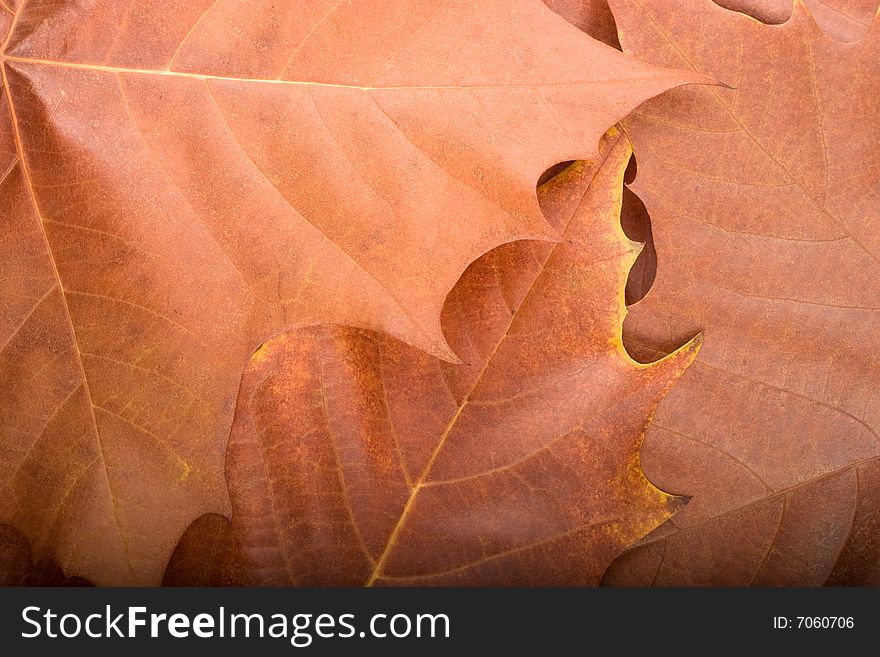 Autumn Background From Maple Leaves