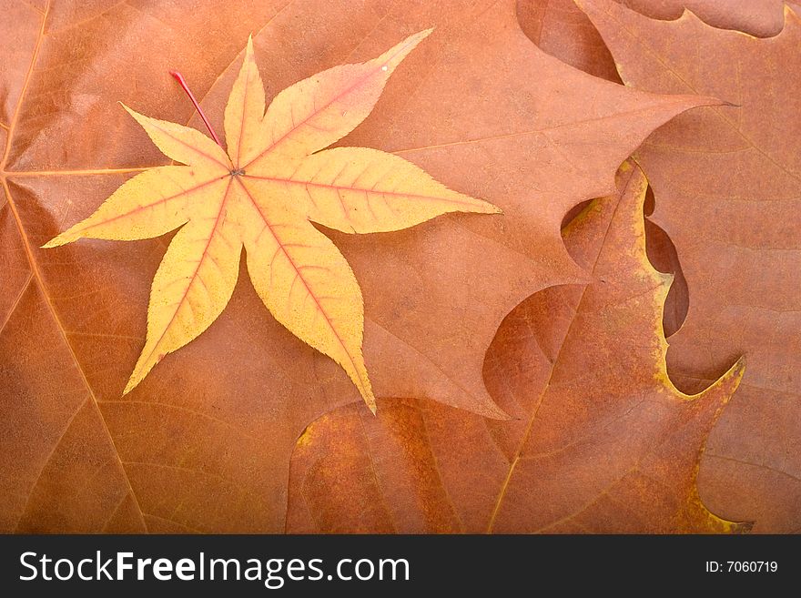 Autumn Background From Maple Leaves