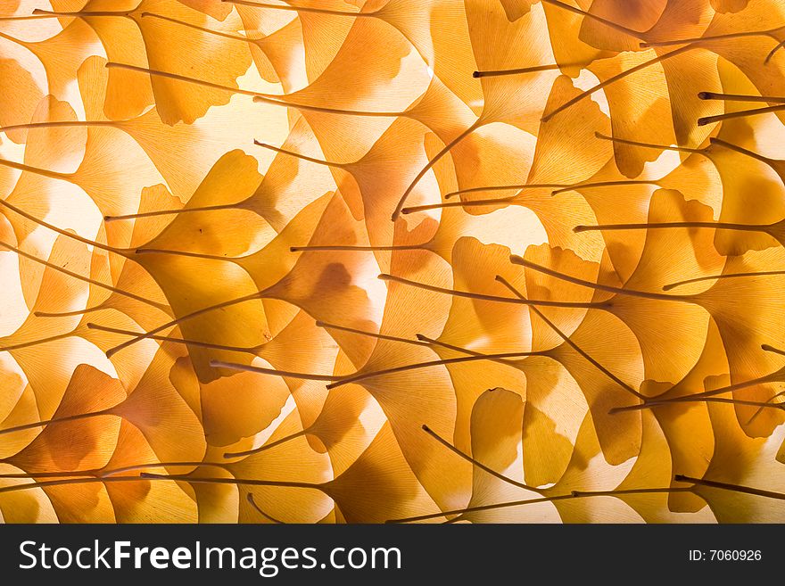 Autumn background from gingko biloba leaves