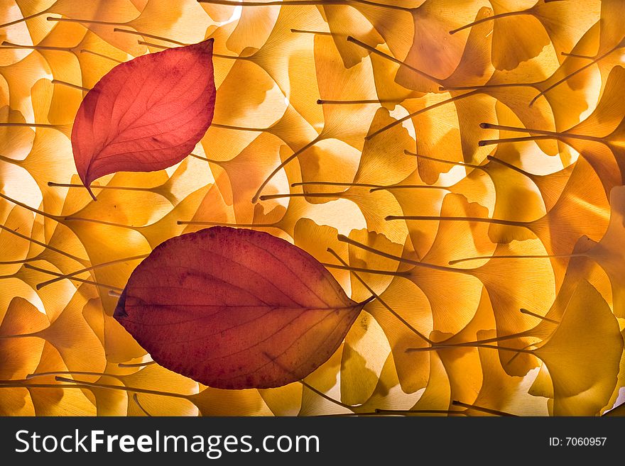 Autumn background composed from overlapped gingko biloba leaves and two red leaves. Autumn background composed from overlapped gingko biloba leaves and two red leaves