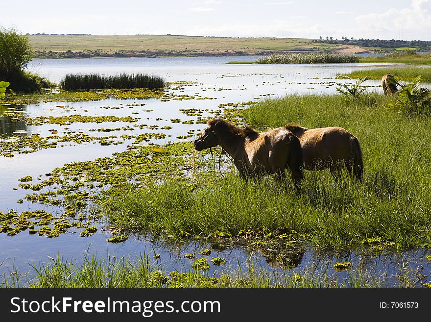 Small horses standing in water of beautiful lake