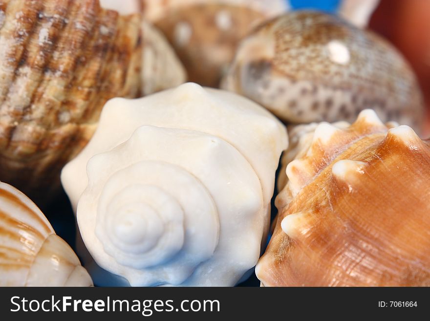 A collection of seashells on a blue background in a close up photo. A collection of seashells on a blue background in a close up photo.