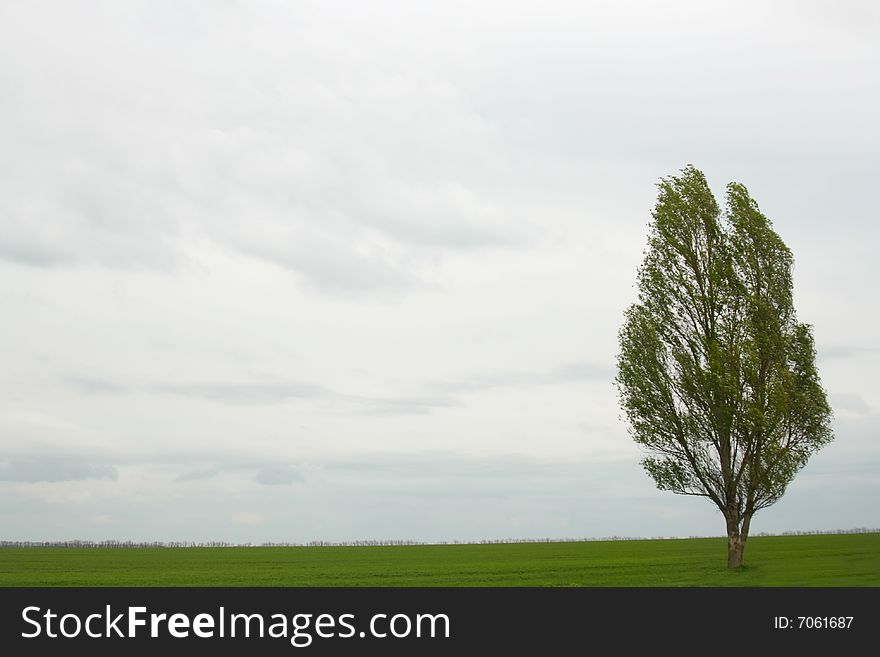 A Single  Green Tree
