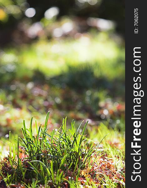 The grass in the sunshine of a garden .