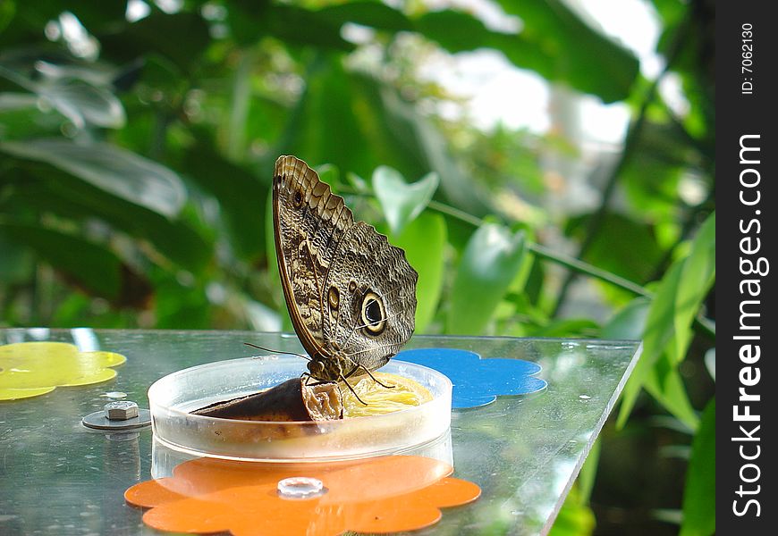 Exotic butterfly feeding itself from a plastic dish