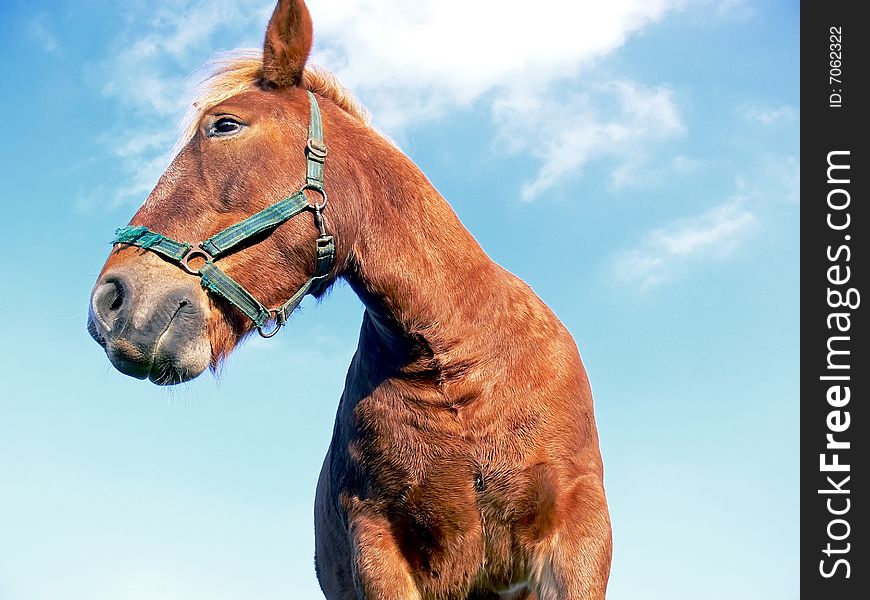 Head of beautiful horse and blue sky in background. Close up. Head of beautiful horse and blue sky in background. Close up.