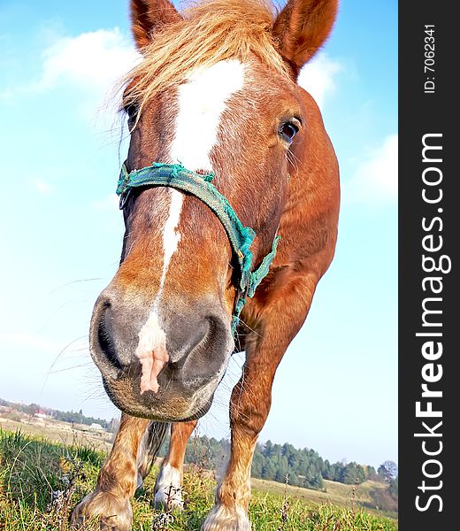 Head of beautiful horse - close up. Head of beautiful horse - close up.